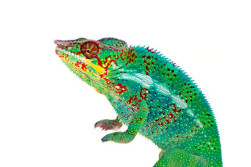 Caméléon de La Réunion sur fond blanc
