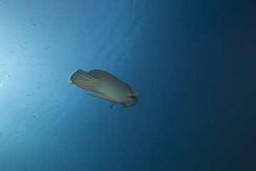 napoleon wrasse and ocean