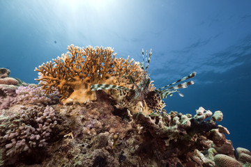 Fototapeta na wymiar lionfish and ocean