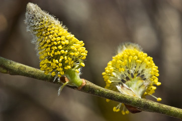 floraison