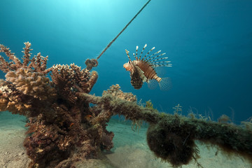 lionfish, coral and ocean