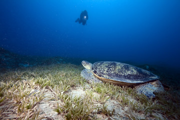 green turtle, sea grass and diver
