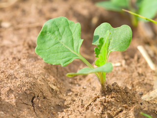 Macro shot of earliest braird on land