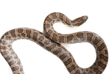 Snake