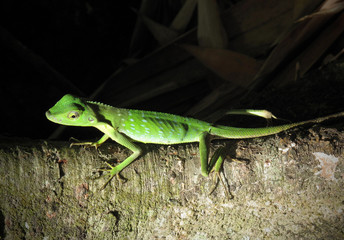 Green Crested Lizard, Borneo