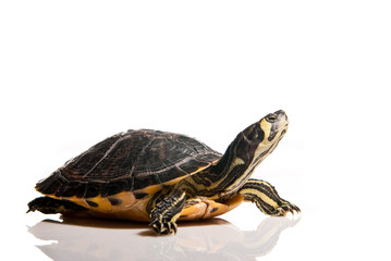 Fototapeta premium Turtle isolated