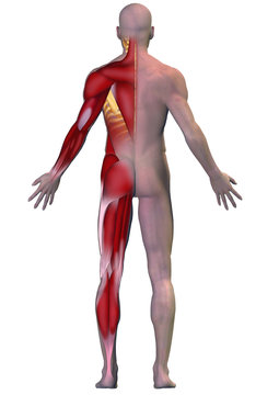 M&uacute;sculos medio lado del cuerpo