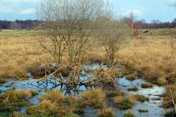 moor