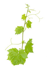 Fresh Green Grape Leaf on isolated white