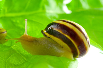 Schnecke