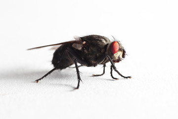 House fly (Muscidae Domestica)