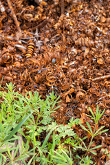 Green plants growing next to rusty metal shavings