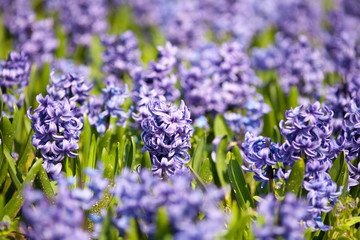 Beautiful hyacinth flowers