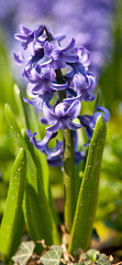 Beautiful hyacinth flowers