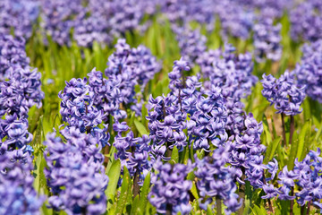 Beautiful hyacinth flowers