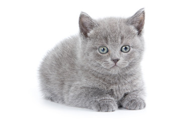 British kitten on white background