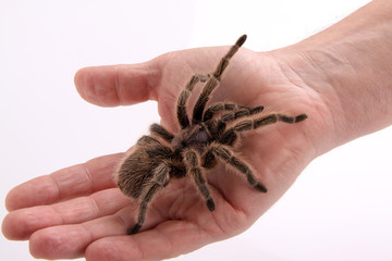 Spinne auf der Hand