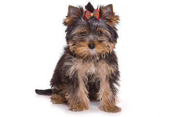 Yorkshire terrier puppy on white background