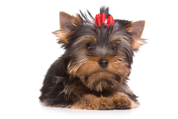 Yorkshire terrier puppy on white background