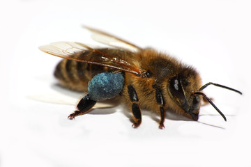 Makro - Biene mit Pollen auf weissem Hintergrund