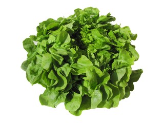 LAITUE FEUILLES DE CHENE BLONDE