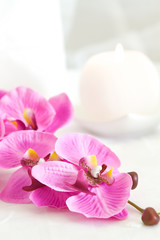 zarte Orchidee