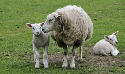 young sheep mother and lamb