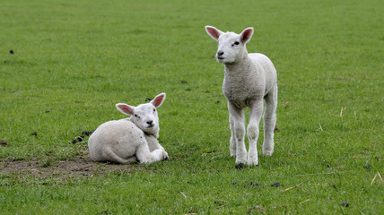 Fototapeta premium young lamb