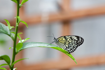 Butterfly on a leaf - 21886846