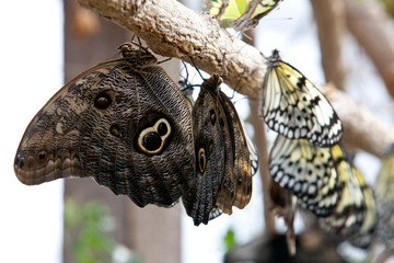 Butterflies on branch of tree - 21886890