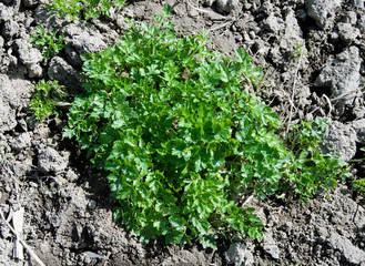 parsley