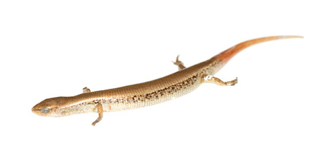 Lizard skink