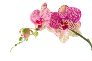 Gordijnen Orchideeën © VRD