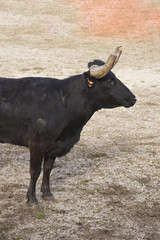 Bull in arena
