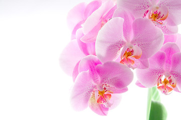Orchidee
