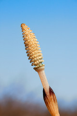 Horsetail flowers