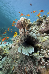 lionfish and ocean