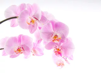 Foto auf Acrylglas Orchideen © VRD
