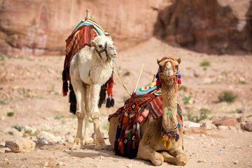 Two camels in Petra (Al Khazneh), Jordan