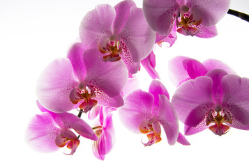 Orchidee