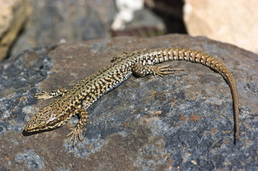 lézard 2