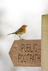 Robin (Erithacus rubecula) Perched On Public Footpath Signpost