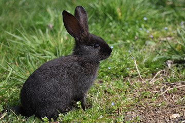 Naklejka na ściany i meble Młody czarny królik siedzi w trawie