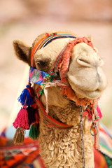 Portrait of camel in Petra, Jordan