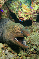Giant Moray