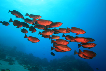 Shoal of Crescent-tail Bigeyes