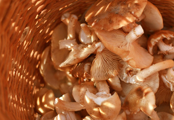 basket with eatable mushrooms