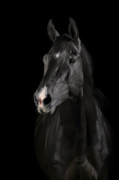 Black horse in darkness