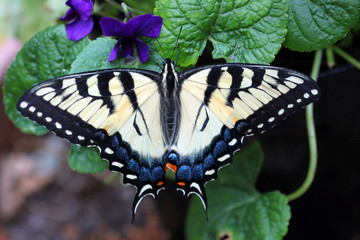 Eastern Tiger Swallowtail