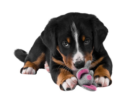 puppy sennenhund appenzeller and toy mous